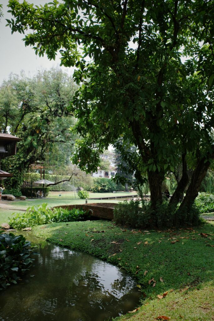 Explore the serene greenery and tranquil pond in a lush park setting in Chiang Mai, Thailand.