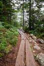 Narrow lumber footpath going through dense forest with coniferous trees with green grass and bushes